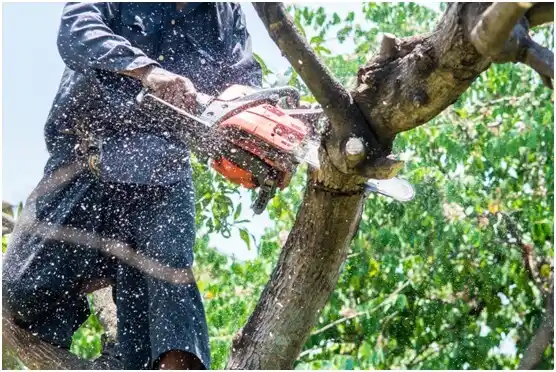 tree services Cherryville